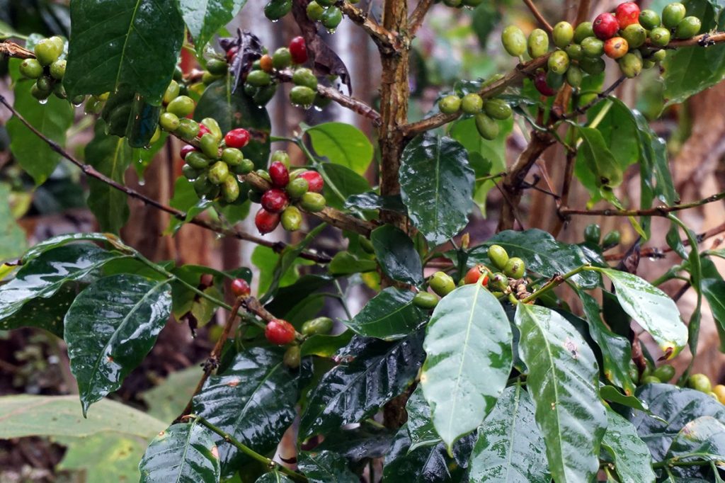 Visiting a coffee farm in Peru - Aymara Food