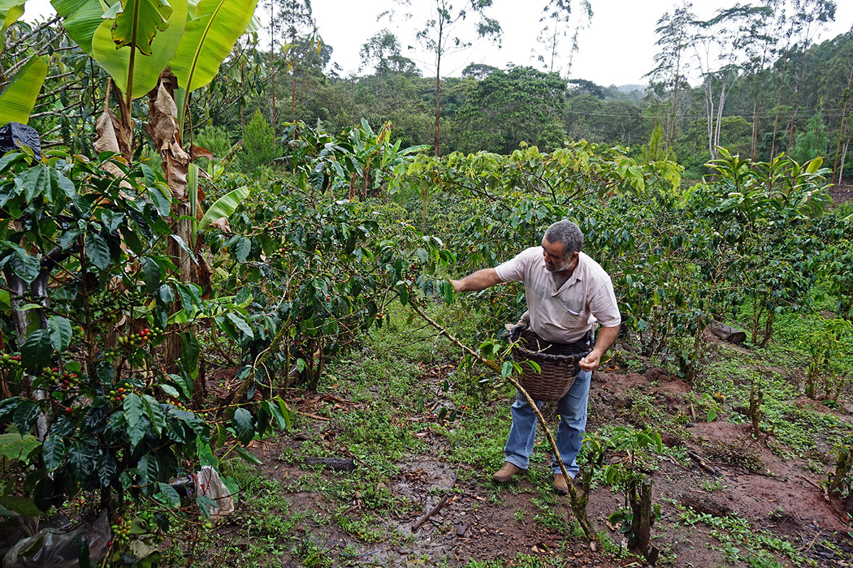 Visite d'une plantation de café au Pérou Aymara Food
